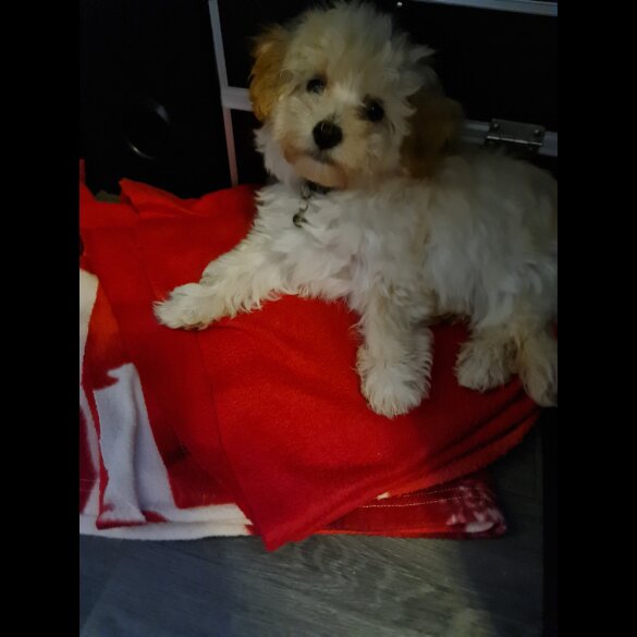Maltipoo - Dogs