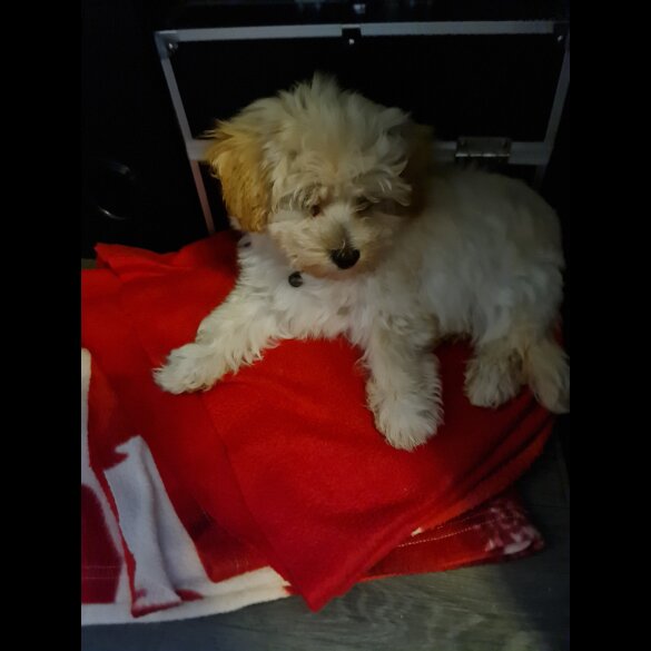Maltipoo - Dogs