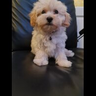 Maltipoo - Dogs