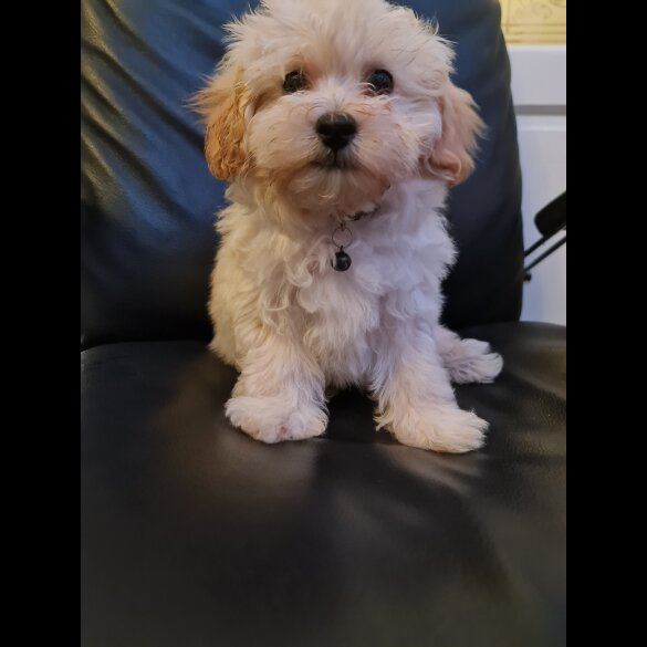 Maltipoo - Dogs