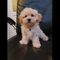 Maltipoo - Dogs
