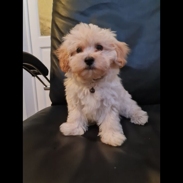 Maltipoo - Dogs