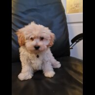 Maltipoo - Dogs