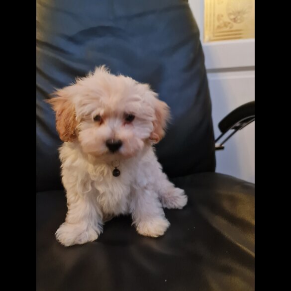 Maltipoo - Dogs