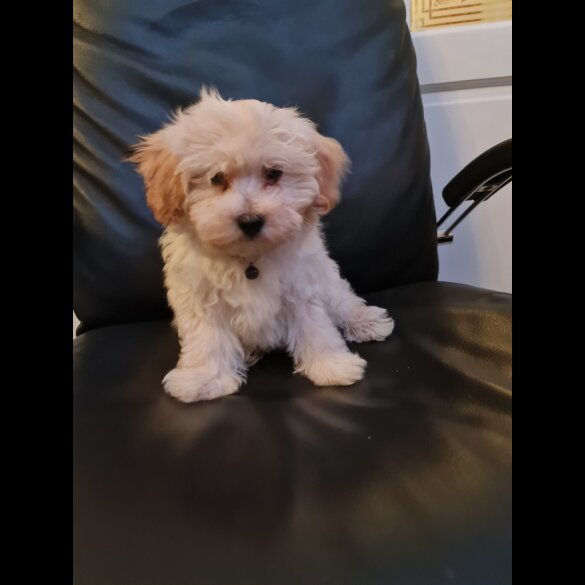 Maltipoo - Dogs