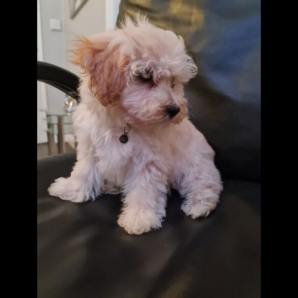 Maltipoo - Dogs