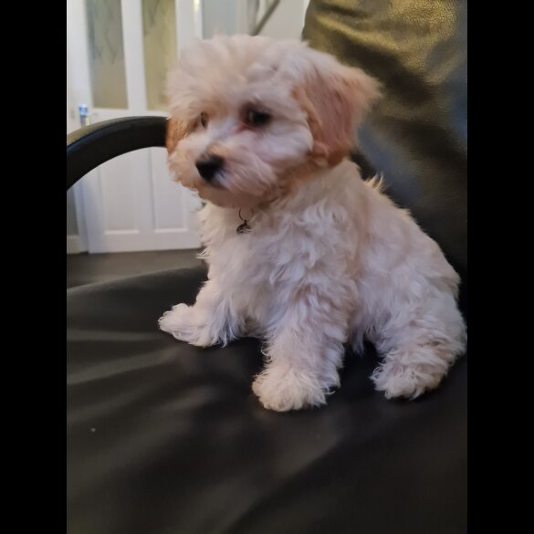 Maltipoo - Dogs