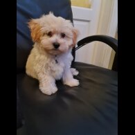 Maltipoo - Dogs