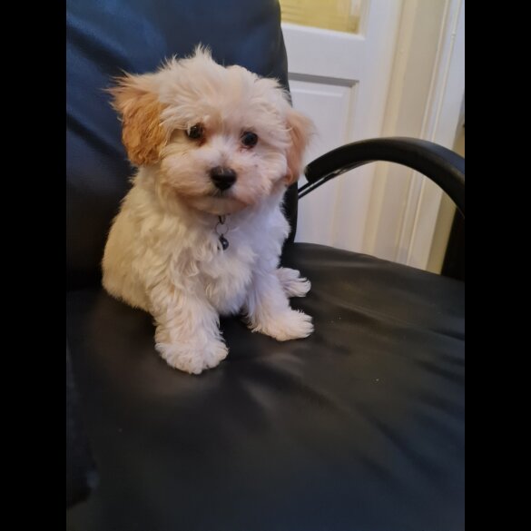 Maltipoo - Dogs