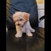 Maltipoo - Dogs