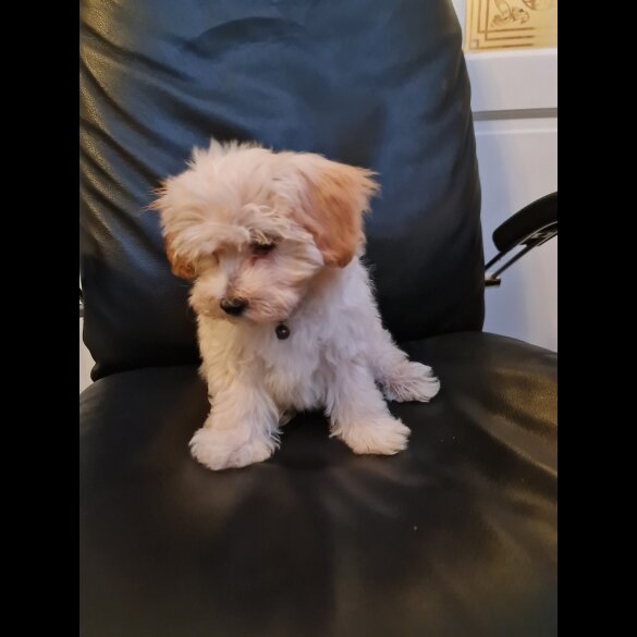 Maltipoo - Dogs