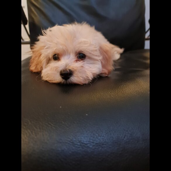 Maltipoo - Dogs