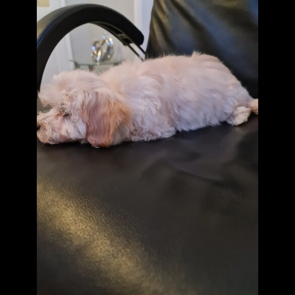 Maltipoo - Dogs