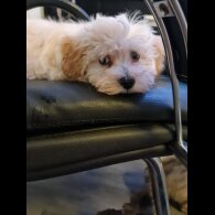 Maltipoo - Dogs