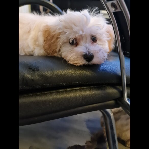Maltipoo - Dogs