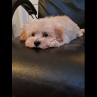 Maltipoo - Dogs