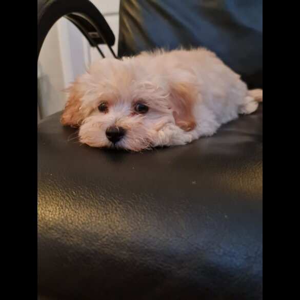 Maltipoo - Dogs