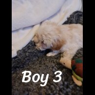 Maltipoo - Dogs
