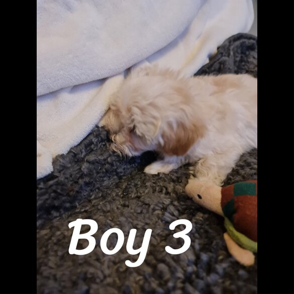 Maltipoo - Dogs