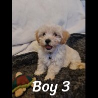 Maltipoo - Dogs