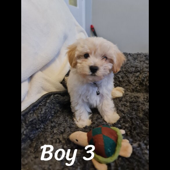 Maltipoo - Dogs
