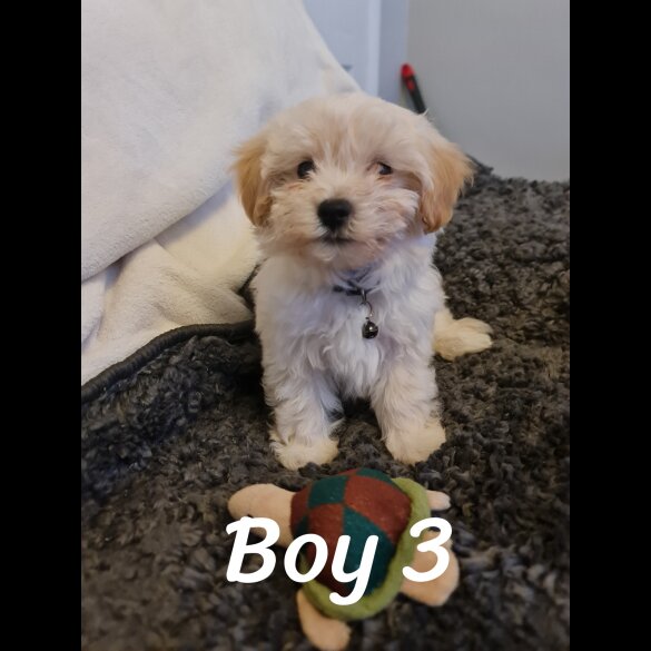 Maltipoo - Dogs