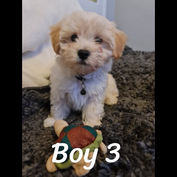 Maltipoo - Dogs