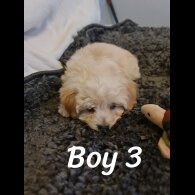 Maltipoo - Dogs