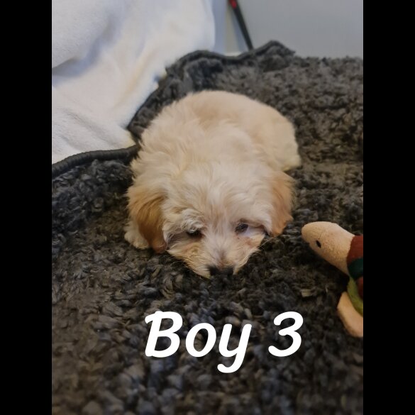 Maltipoo - Dogs