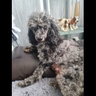 Maltipoo - Dogs