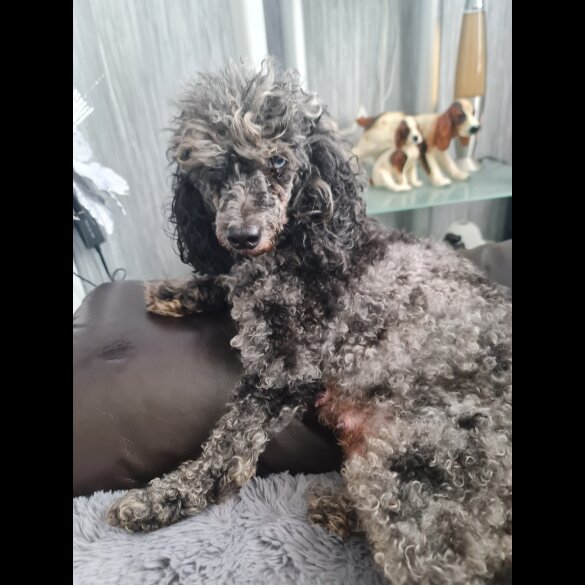 Maltipoo - Dogs