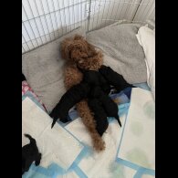 Maltipoo - Bitches