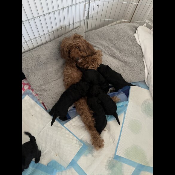 Maltipoo - Bitches