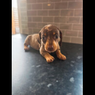 Dachshund (Standard &amp; Miniature) - Both