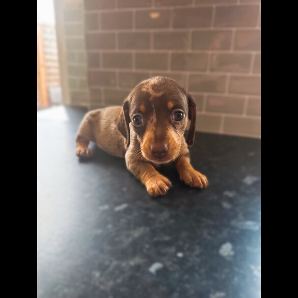 Dachshund (Standard &amp; Miniature) - Both