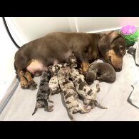 Dachshund (Standard &amp; Miniature) - Both