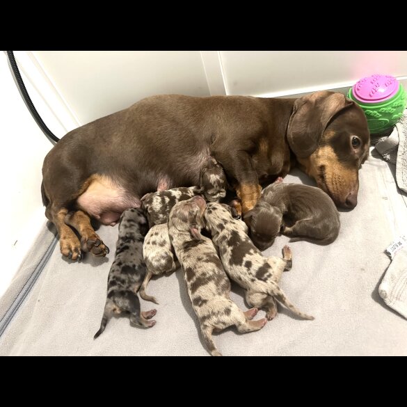Dachshund (Standard &amp; Miniature) - Both