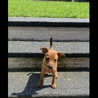 Miniature Pinscher - Both