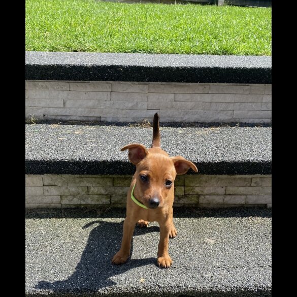 Miniature Pinscher - Both