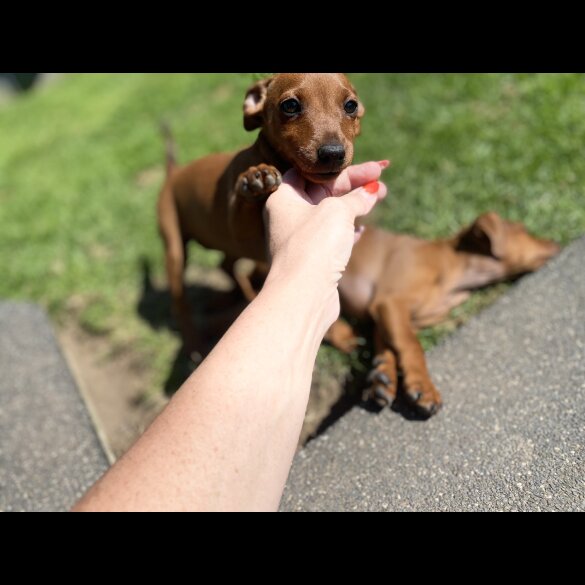 Miniature Pinscher - Both