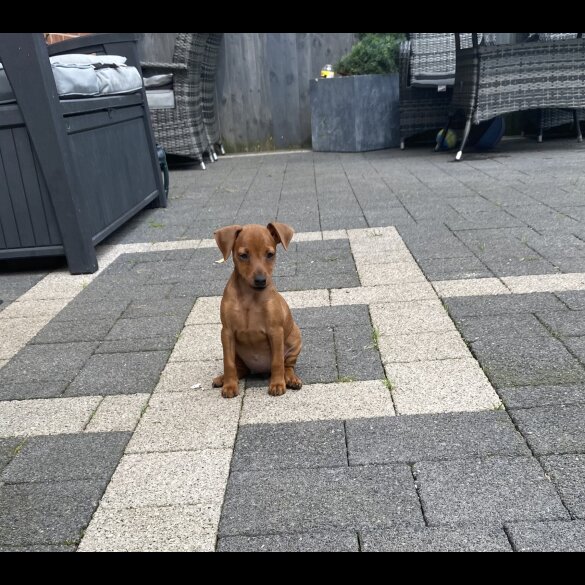 Miniature Pinscher - Both