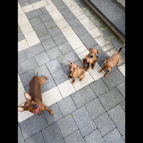 Miniature Pinscher - Both