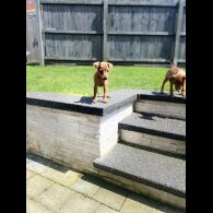 Miniature Pinscher - Both