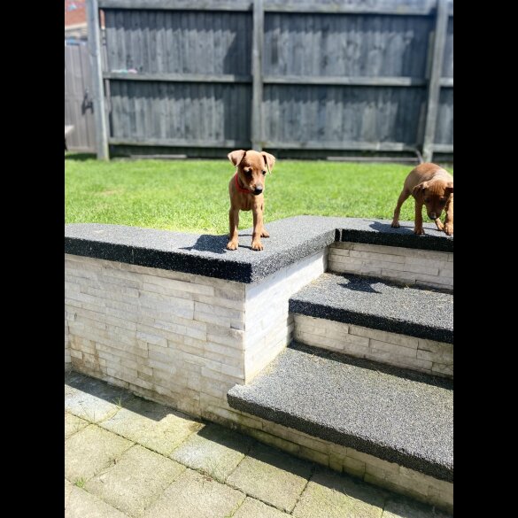 Miniature Pinscher - Both