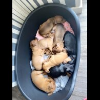 Miniature Pinscher - Both