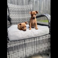 Miniature Pinscher - Both