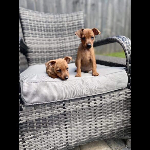 Miniature Pinscher - Both