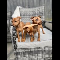 Miniature Pinscher - Both
