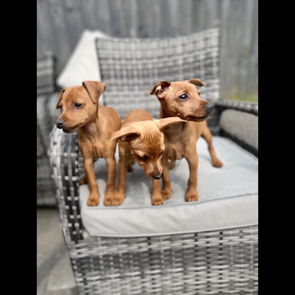 Miniature Pinscher - Both