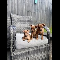 Miniature Pinscher - Both